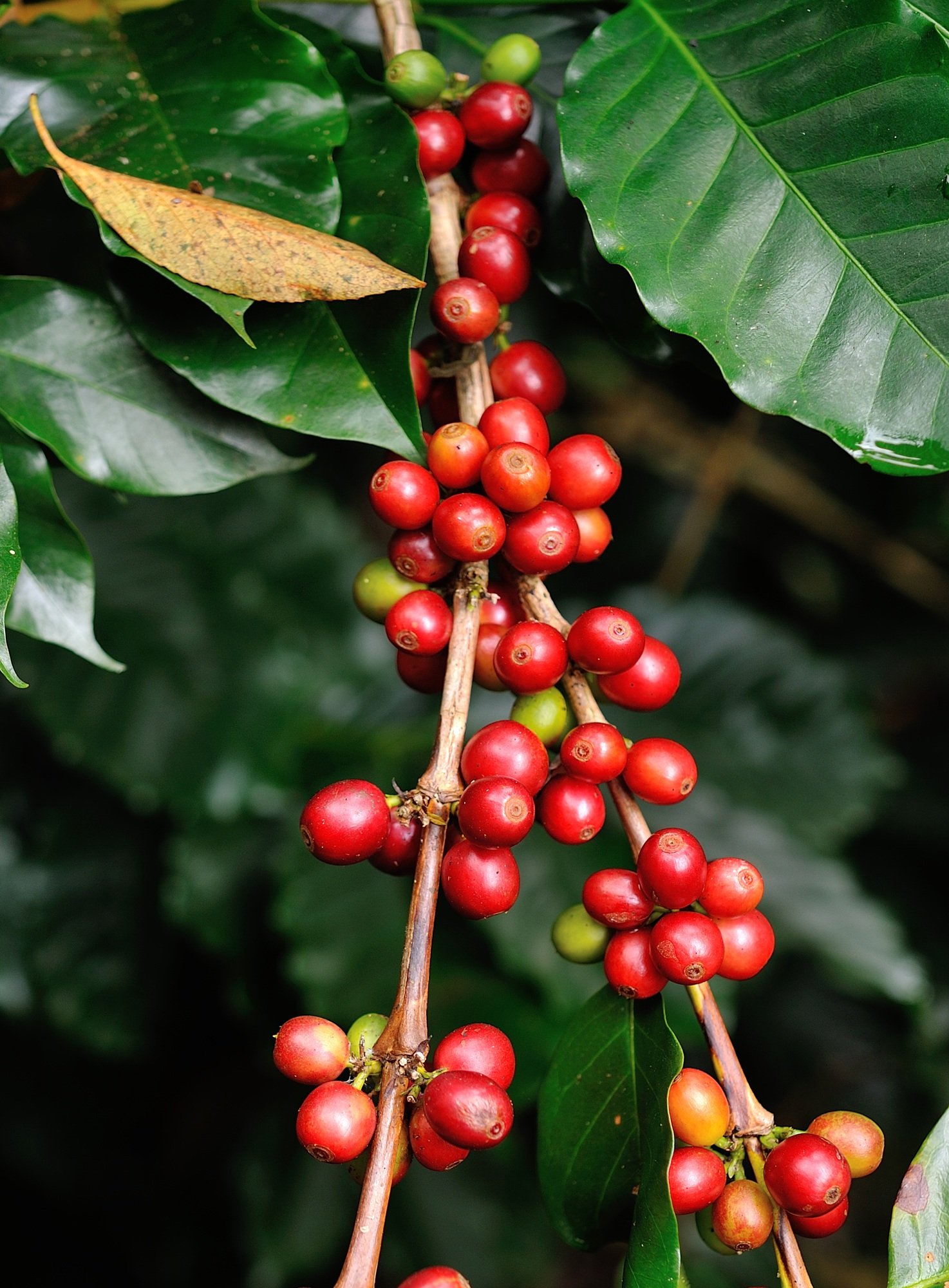 coffee beans on coffee tree coffee beans on coffee tree