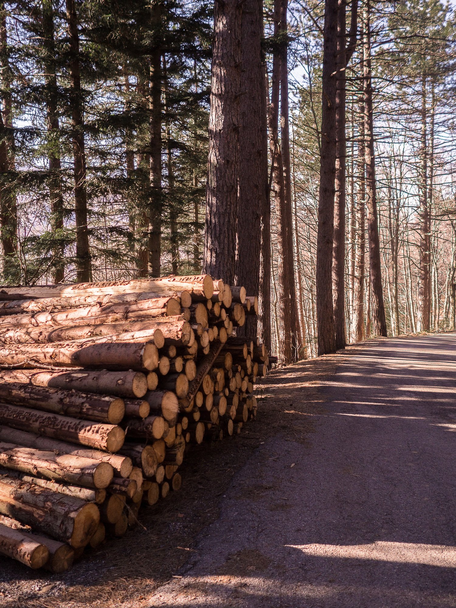 Logs stacked in a wood Logs stacked in a wood